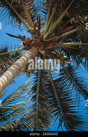 COCONUT PALM View nach oben. (Cocos nucifera). Daker, Senegal, Westafrika. Stockfoto