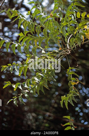 NEEM BAUM (Azadirachta indica). In der Nähe von Laub auf einen Ast. Stockfoto