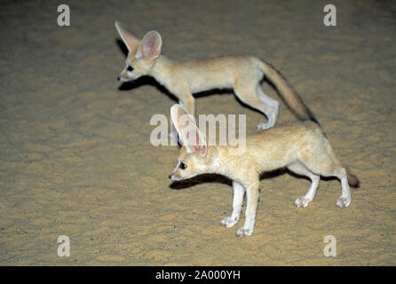 FENNEC FÜCHSE zwei junge Vulpes zerda Tunesien Stockfoto