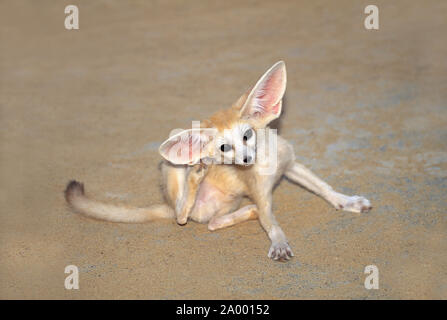 FENNEC FUCHS (Vulpes zerda). Kratzen Ohr mit einem hinteren Fuß. Tunesien und Nordafrika. Stockfoto