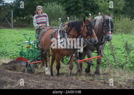 Steinfurth, Deutschland. 13 Sep, 2019. Beate Rzanny-Götz, Bäuerin, hält die Zügel der Pferde Hanni und Froni in ihre Hand auf einen Pflug. In eingezäunt - im pflanzlichen Bereich der Farm in der Nähe von Greifswald hat sie in einigen Zeilen von Kleegras, nach denen Sie will Buchweizen als grüner Dünger zu pflügen, zu säen. Am 21.09.2019 Der Bauernhof nimmt Teil an der 12. Bio-Landpartie der Umweltorganisation BUND. Quelle: Stefan Sauer/dpa/Alamy leben Nachrichten Stockfoto