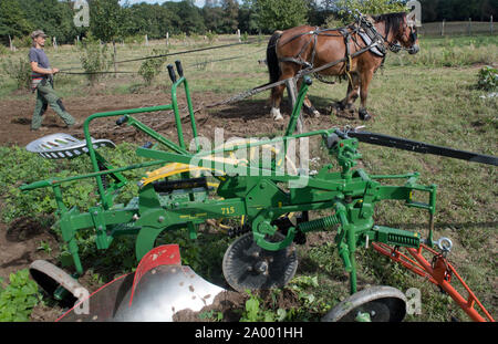 Steinfurth, Deutschland. 13 Sep, 2019. Beate Rzanny-Götz, Bäuerin zieht eine Egge über ein Feld mit ihren Pferden. In eingezäunt - im pflanzlichen Bereich der Farm in der Nähe von Greifswald hat sie in einigen Zeilen von Kleegras, nach denen Sie will Buchweizen als grüner Dünger zu pflügen, zu säen. Am 21.09.2019 Der Bauernhof nimmt Teil an der 12. Bio-Landpartie der Umweltorganisation BUND. Quelle: Stefan Sauer/dpa/Alamy leben Nachrichten Stockfoto