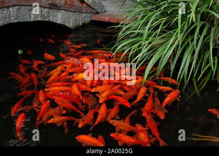 Voll roter Koi Karpfen in einem Teich Stockfoto