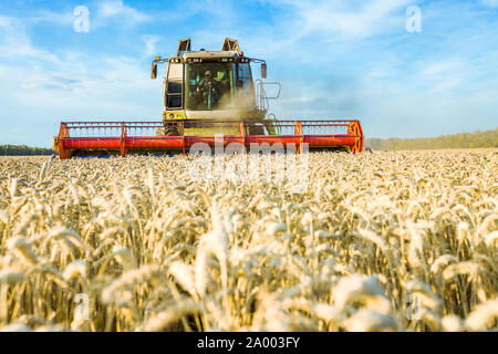 Vor dem Hintergrund eines sonnigen Sommertag und blauer Himmel mit Wolken. Mähdrescher ernten Reif goldene Weizen auf dem Feld. Das Bild der Stockfoto