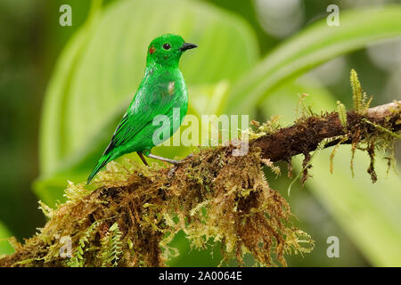 Glitzernde Grün Tanager (Chlorochrysa phoenicotis) auf einem Zweig in Epiphyten in einem tropischen Wald thront - Ecuador Stockfoto