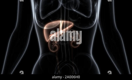 Mit der menschlichen Leber Nieren Anatomie Stockfoto
