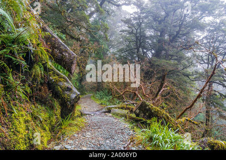 Wunderschönen Regenwald Pfad in Neuseeland. Die wichtigsten Gipfel Track, Milford Sounds. Misty rainforest, tropischen Regenwald, Wandern im Regenwald. Geheimnisvolle ra Stockfoto