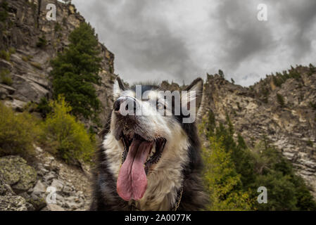 Nahaufnahme einer glücklichen Alaskan Malamute auf eine Wanderung in die Berge. Stockfoto