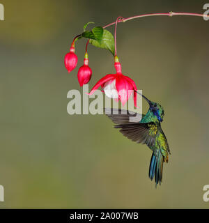 Sekt coruscans Violetear (Colibri) Fütterung auf ein Fuchsia Blume im Bergwald von Ecuador Stockfoto
