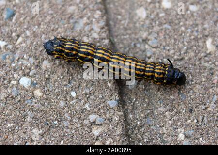 Orange gestreift Eiche Wurm gehen über eine Terrasse Stein Stockfoto
