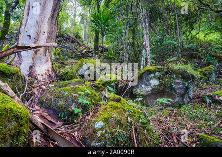 Alte Gondwana rainforest. Natur, Regenwald im Lamington National Park, Queensland, Australien. Natur Hintergrund des tropischen Regenwaldes Stockfoto