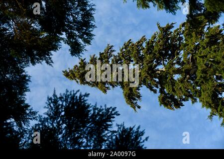 Mighty Mountain hemlock im Regenwald von British Columbia aus dem Boden in den Himmel gesehen, Stockfoto