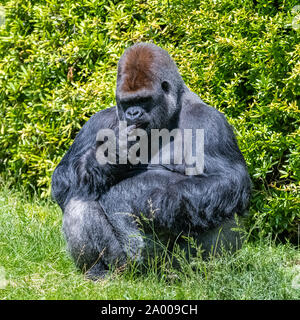 Gorilla, Affe, dominierenden Männlichen im Gras sitzen, lustige Haltung Stockfoto