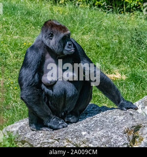 Gorilla, Affe, Frauen sitzen im Gras, Porträt eines großen Ape mit Baby Stockfoto