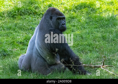 Gorilla, Affe, dominierenden Männlichen im Gras sitzen, lustige Haltung Stockfoto
