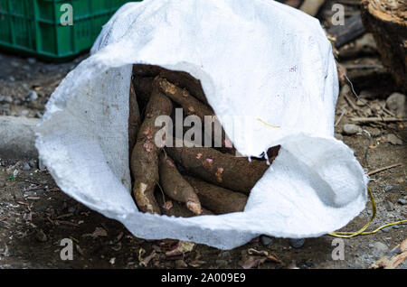 Maniok, auch Maniok, Yuca, balinghoy, mogo, mandioca, kamoteng kahoy, Tapioka und Maniok root aufgerufen, eine holzige Strauch der Familie Euphorbiaceae aus Südamerika. Foto in Peru Stockfoto