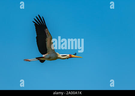 Nimmersatt, mycteria Ibis, afrikanische Vogel fliegen in Afrika Stockfoto