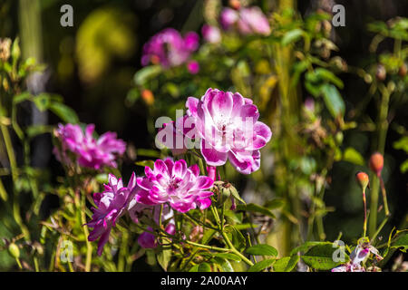 Schöner Hund Rose Blume in voller Blüte an einem sonnigen Tag mit Blättern und Hüften auf den Hintergrund. Natur Blumen Szene Stockfoto