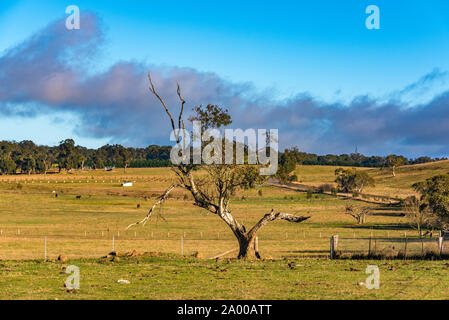 Ländliche australische Landschaft. Weiden im Sommer mit Nutztieren, grünes Gras, Eukalyptusbäumen und blauer Himmel. Australien, NSW Stockfoto