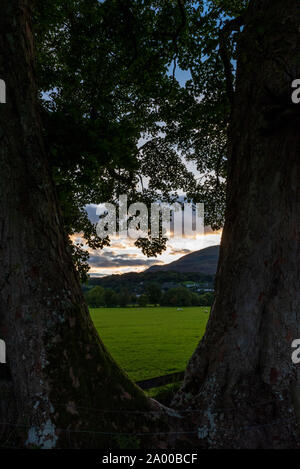 Zwischen zwei Bäumen mit Blick auf eine Englische Bauernhof Feld bei Sonnenuntergang Stockfoto