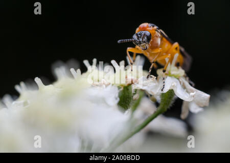 Athalia rosae, Makro einer Rübe sawfly auf eine blühende Pflanze Stockfoto