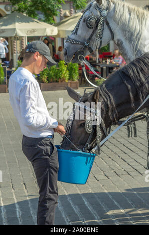 Ein junger Mann Feeds ein Pferd Wasser aus einem blauen Eimer: Krakau, Polen - 31. August 2019 Stockfoto