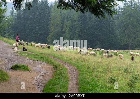 Ein Hirte Mann mit seinen Hunden weidet die Schafe in den Bergen der Hohen Tatra: Zakopane, Polen - September 02, 2019. Stockfoto