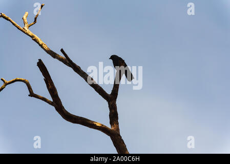 Vogel sitzt auf einem hohen dead tree branch Stockfoto