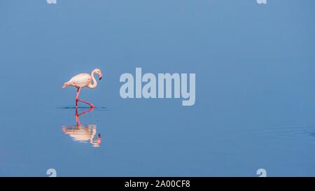 Eine friedliche Szene als anmutige Flamingo watet durch ruhiges Wasser, mit seiner Reflexion sichtbar. Namibia. Stockfoto