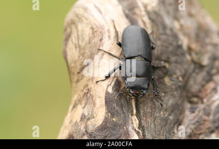 Ein hübscher kleiner Hirschkäfer, Dorcus parallelipipedus, hocken auf einem Baumstumpf im Wald. Stockfoto