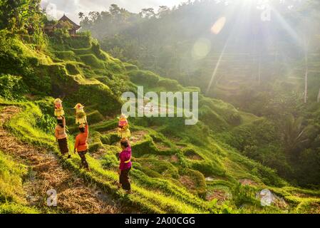 Übersicht Zeremoniell der traditionellen Balinesischen Frauen Kleidung und Körbe der hinduistischen Tempel Angebote, wandern durch die typischen asiatischen terrassierten Reisfeldern. Stockfoto