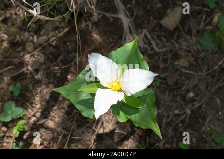 Trillium grandiflorum (gemeinsame Namen weißes Trillium, grossblütige Trillium, große weiße Trillium, weiß Wake-robin, Französisch: trille Blanc) in Zentralen Stockfoto