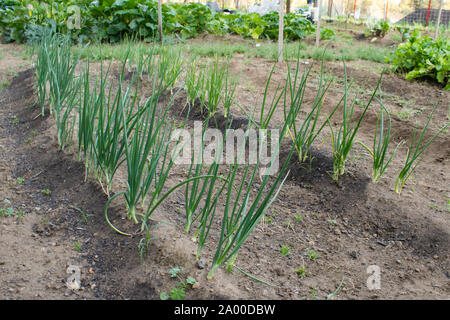 Reihen von frühlingszwiebeln oder ballungen grüne Zwiebeln in einem Gemüsegarten wachsen Stockfoto