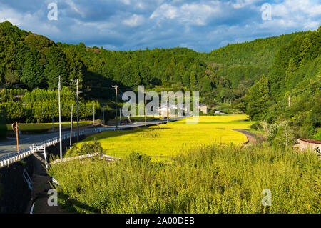 Reis Bereich entlang der Landstraße. Landwirtschaft Landschaft. Präfektur Aichi, Japan Stockfoto