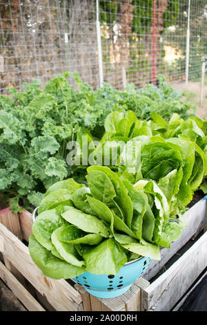 Kopfsalat patch in angehobener Garten bed Stockfoto