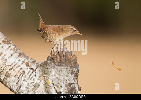 Helfen Sie mir! Ich habe mein Essen (Porträt von Eurasischen wren) verloren Stockfoto