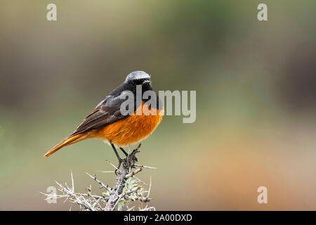 Schwarz, redstart Phoenicurus ochruros im Nubra Tal in Ladakh, Jammu und Kaschmir, Indien. Stockfoto