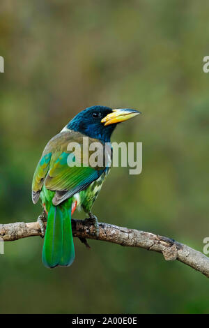 Große Barbet, Psilopogon virens an Sattal in Nainital, Uttarakhand, Indien. Stockfoto