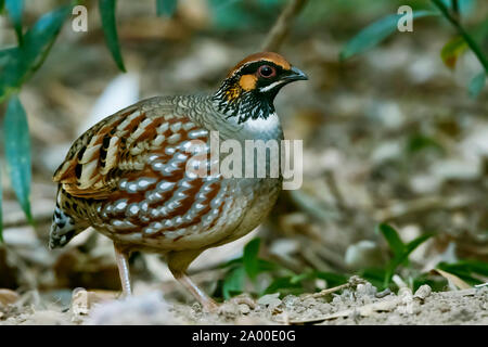 Hill Partridge, Arborophila torqueola in Nainital in Uttarakhand, Indien. Stockfoto