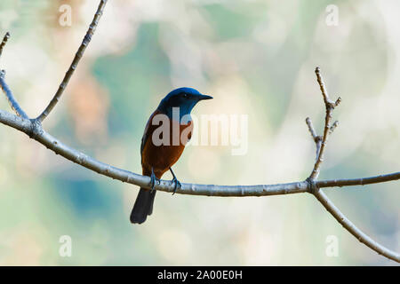 Kastanien-bellied rock Thrush, Monticola rufiventris an Sattal in Nainital, Uttarakhand, Indien. Stockfoto