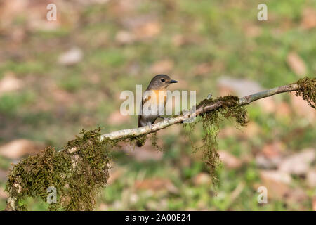 Blau throated blau Fliegenfänger, weiblich, Cyornis rubeculoides an Sattal in Nainital, Uttarakhand, Indien Stockfoto