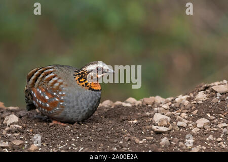 Rufous throated Rebhuhn, Arborophila rufogularis an Sattal in Nainital Uttarakhand, Indien. Stockfoto