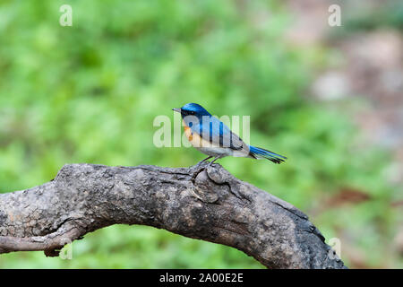 Blau throated blau Fliegenfänger, männlich, Cyornis rubeculoides an Sattal in Nainital, Uttarakhand, Indien Stockfoto