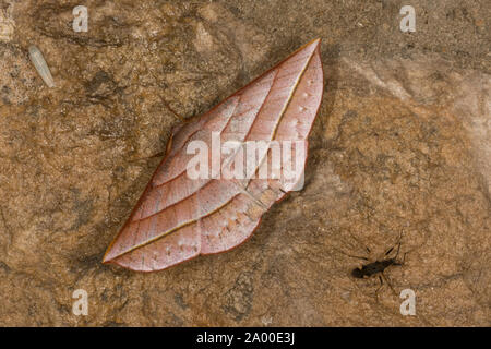 Sarcinodes aequilinearia Familie der Motte in Garo Hills, Meghalaya, Indien Stockfoto