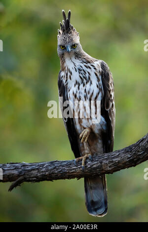 Crested hawk Eagle, Nisaetus cirrhatus an Tadoba Tiger Reserve, Chandrapur in Maharashtra, Indien Stockfoto