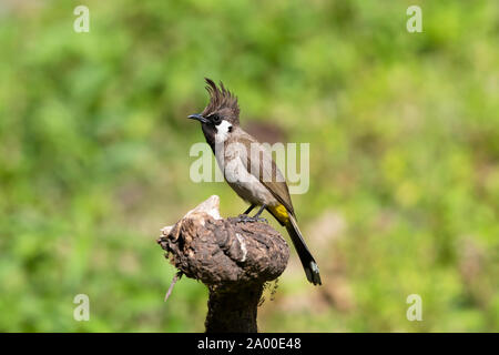 Himalayan Bulbul, Pycnonotus leucogenys an Sattal in Nainital, Uttarakhand, Indien Stockfoto