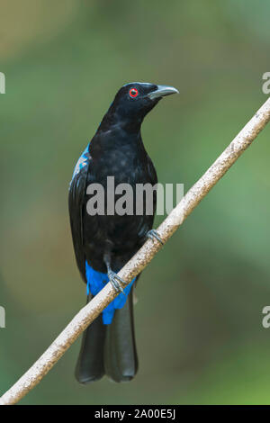 Asiatische fairy Bluebird, Irena puella bei Salim Ali Bird Sanctuary, Thattekad in Kerala, Indien Stockfoto
