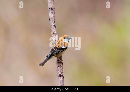 Rotbraun sparrow, Passer Cinnamomeus an Sattal in Nainital Uttarakhand, Indien Stockfoto