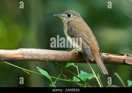 Asiatische Braun, Muscicapa dauurica bei Salim Ali Vogelschutzgebiet in Thattekad, Kerala, Indien Stockfoto