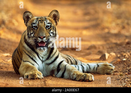 Royal Bengal Tiger Panthera tigris Tigris bei Tadoba Tiger Reserve, Chandrapur in Maharashtra, Indien Stockfoto